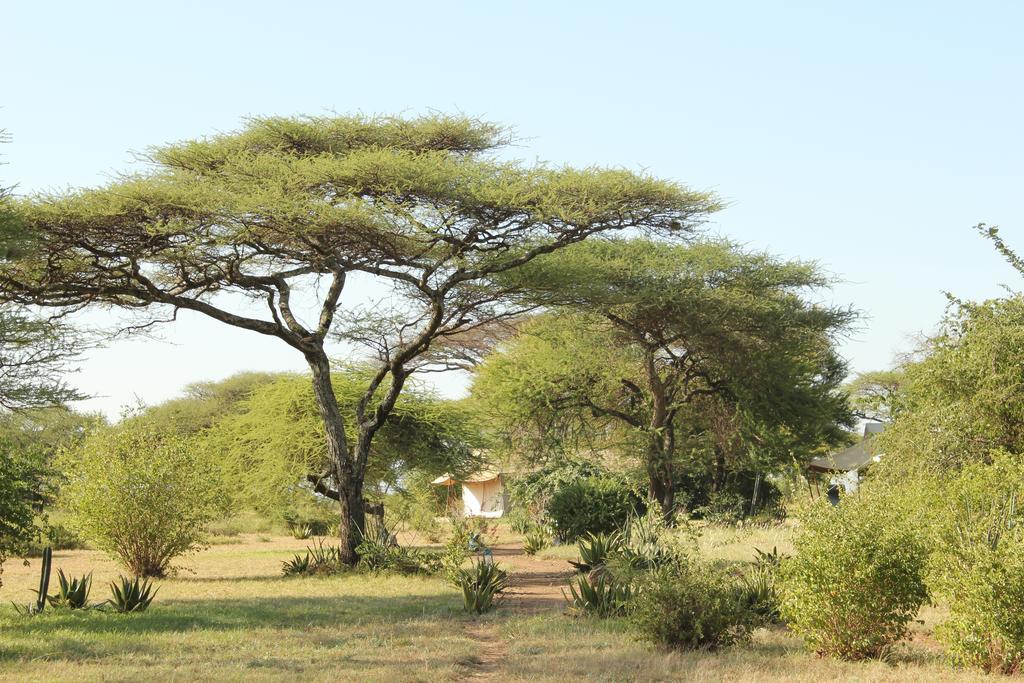 Mapito Tented Camp Serengeti Exteriör bild
