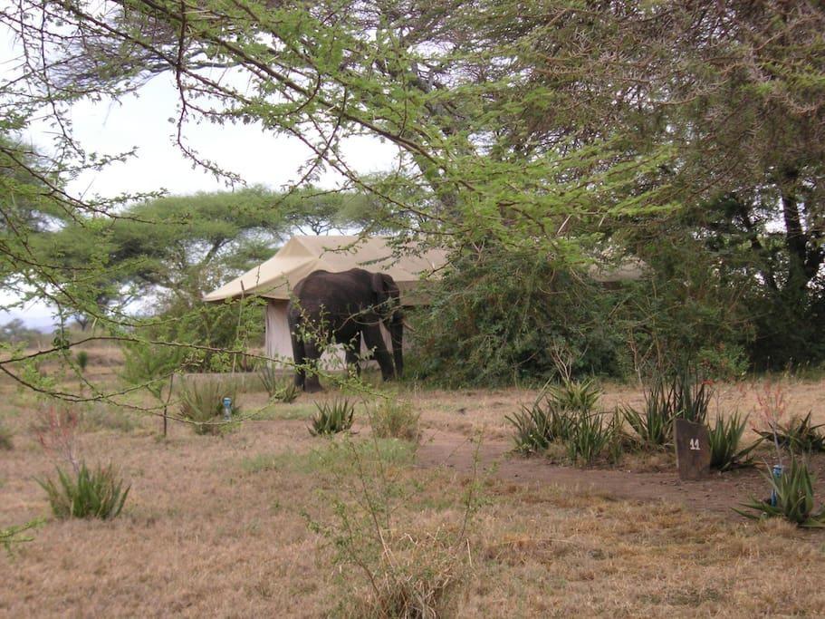 Mapito Tented Camp Serengeti Exteriör bild